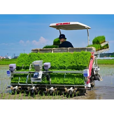 令和7年産　岐阜県産ハツシモ(玄米) 30kg