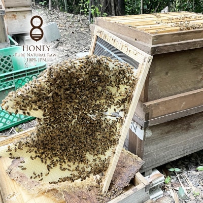 早春の初搾り(はちみつ)300g