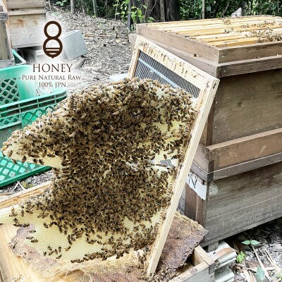 早春の初搾り(はちみつ)300g×2本