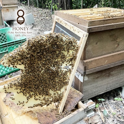 クロガネモチ(はちみつ)300g×2本