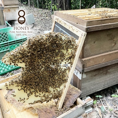 早春の初搾り(はちみつ)180g×2本