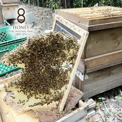 クロガネモチ(はちみつ)180g×2本