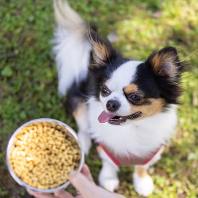 国産ドッグフード 国産鶏肉使用 ドライタイプ　560g