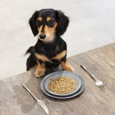 国産ドッグフード  国産鶏肉使用 ドライタイプ 560g