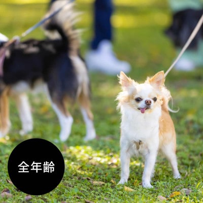 国産ドッグフード 国産鹿肉使用 ドライタイプ  560g