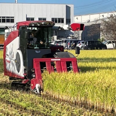 令和7年産 岐阜県羽島市産ハツシモ 玄米30kg(30kg×1袋)