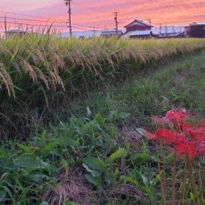 【毎月定期便】岐阜県産ハツシモ　10kg(精米5kg×2袋)全6回