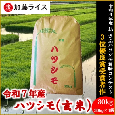 令和7年産 岐阜県羽島市産ハツシモ 玄米30kg(30kg×1袋)