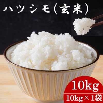 令和7年産　岐阜県産ハツシモ(玄米)10kg【配送不可地域：離島】