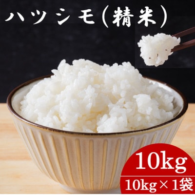 令和7年産　岐阜県産ハツシモ(精米)10kg  国産 米【配送不可地域：離島】