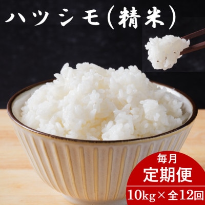 【毎月定期便】岐阜県産ハツシモ(精米) 10kg全12回【配送不可地域：離島】