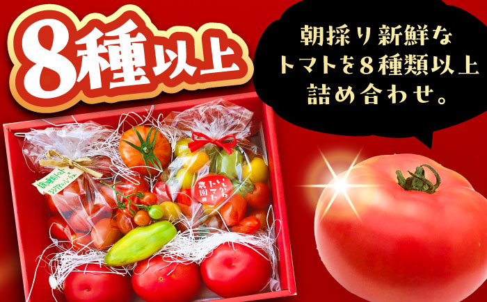 ＼受付終了間近！／トマトの宝石箱 2kg / トマト とまと 大玉トマト ミニトマト 詰め合わせ / 恵那市 / クリエイティブファーマーズ [AUAH014]