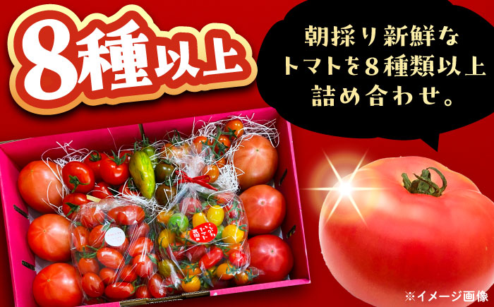 ＼受付終了間近！／トマトの宝石箱 4kg / トマト とまと 大玉トマト ミニトマト 詰め合わせ / 恵那市 / クリエイティブファーマーズ [AUAH015]