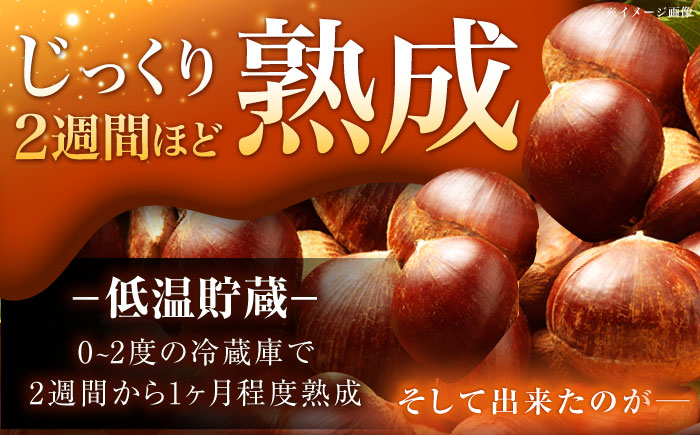 【2025年9月下旬から10月上旬に順次発送】おやすみ栗（マロン）2kg（2Lサイズ）/ 栗 生栗 くり マロン 低温熟成 日本栗 国産 / 恵那市 / えな笠置山栗園 [AUAV001] 2kg