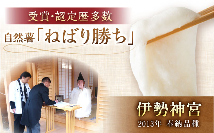 【年内配送】【伊勢神宮外宮奉納】　自然薯『ねばり勝ち』 1本入 / 自然薯 じねんじょ とろろ / 恵那市 / 水戸屋 [AUFZ007]