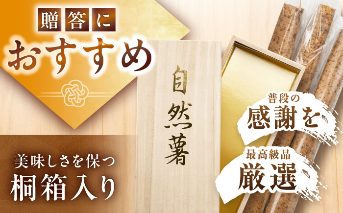 【年内配送】【贈答用】高級自然薯 桐箱入（800g）/ 自然薯 じねんじょ 贈答 / 恵那市 / 水戸屋 [AUFZ008]
