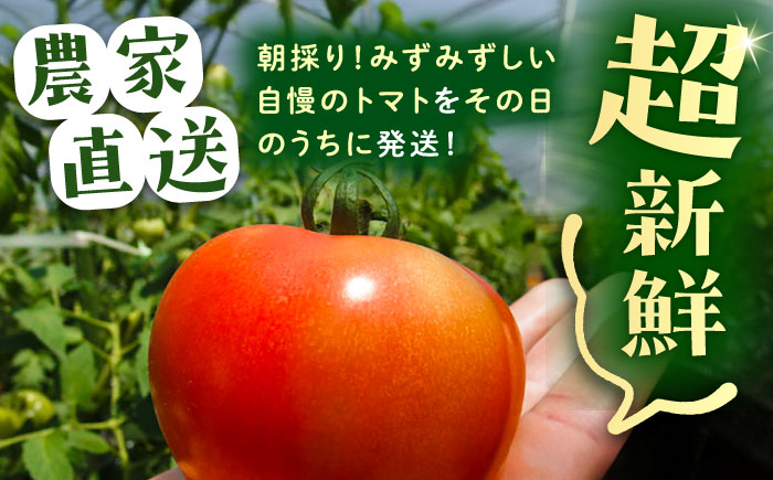 ＼受付終了間近！／トマトの宝石箱 2kg / トマト とまと 大玉トマト ミニトマト 詰め合わせ / 恵那市 / クリエイティブファーマーズ [AUAH014]