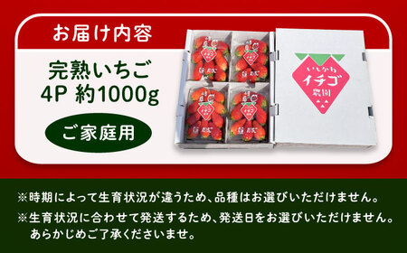 【先行予約】【2025年12月中旬から2026年3月上旬に順次発送】石川農園 完熟いちご 4パック入り(ご家庭用) 産地直送 イチゴ 苺 フルーツ 恵那市 / クリエイティブファーマーズ [AUAH020]