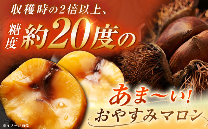 【2025年9月下旬から10月上旬に順次発送】おやすみ栗（マロン）1kg（2Lサイズ）/ 栗 生栗 くり マロン 低温熟成 日本栗 国産 / 恵那市 / えな笠置山栗園 [AUAV004] 1kg