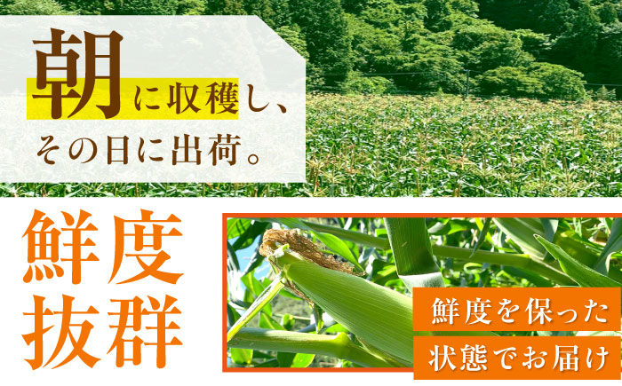 【先行予約】【2025年7月から8月上旬に順次発送】とうもろこし 恵味ゴールド 約5kg(梱包込) / 野菜 やさい コーン / 恵那市 / 大島農園 [AUEH001]