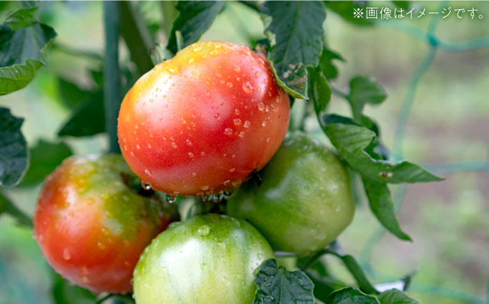 石川農園 みんなで飲もっか！トマトジュースセットＥ / 完熟トマト とまと 健康 美肌 ビタミン / 恵那市 / クリエイティブファーマーズ [AUAH003]