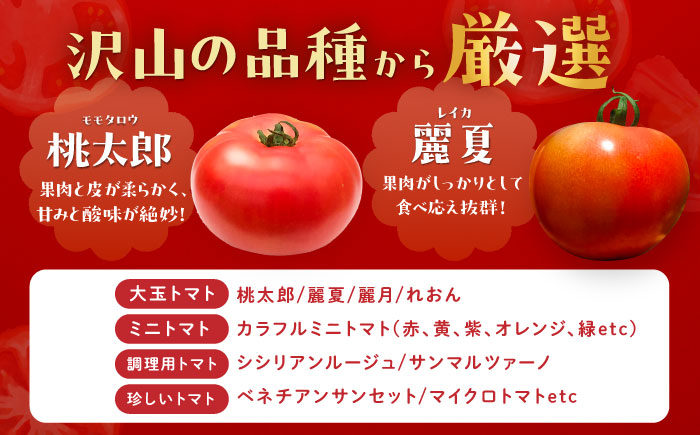 ＼受付終了間近！／トマトの宝石箱 4kg / トマト とまと 大玉トマト ミニトマト 詰め合わせ / 恵那市 / クリエイティブファーマーズ [AUAH015]