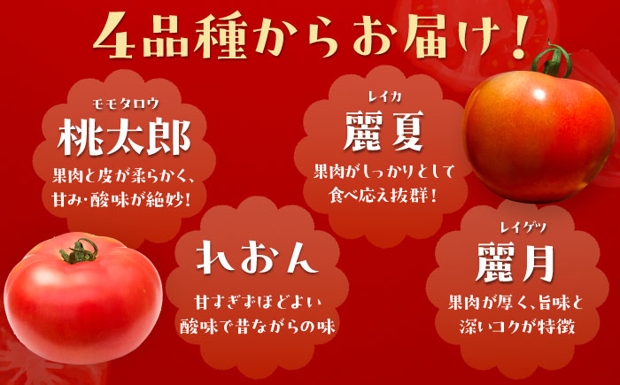 ＼受付終了間近！／【2025年7月中旬から10月下旬に順次発送】訳あり大玉トマト4kg / 朝採り 甘い 桃太郎 とまと / 恵那市 / クリエイティブファーマーズ [AUAH016]