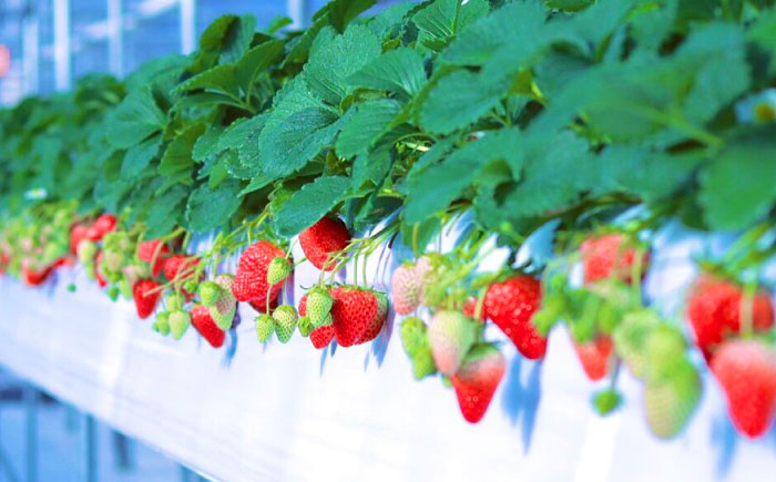 【先行予約】【2026年1月中旬より順次発送】冷凍いちご 1kg / 苺 いちご イチゴ 冷凍 冷凍イチゴ 冷凍苺 / 恵那市 クリエイティブファーマーズ [AUAH023]