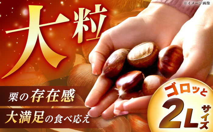 【2025年9月下旬から10月上旬に順次発送】おやすみ栗（マロン）2kg（2Lサイズ）/ 栗 生栗 くり マロン 低温熟成 日本栗 国産 / 恵那市 / えな笠置山栗園 [AUAV001] 2kg