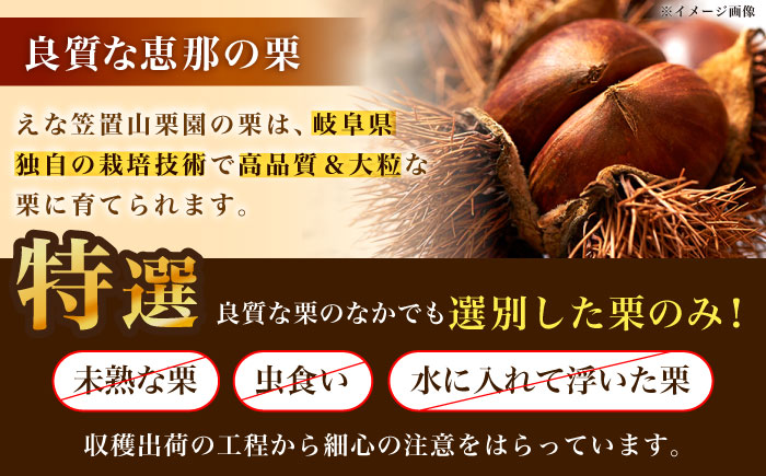 冷凍むき栗「日本栗」 計500g（250g×2P）/ 栗 くり 日本栗 むき栗 岐阜 恵那 / 恵那市 / えな笠置山栗園 [AUAV005] 500g