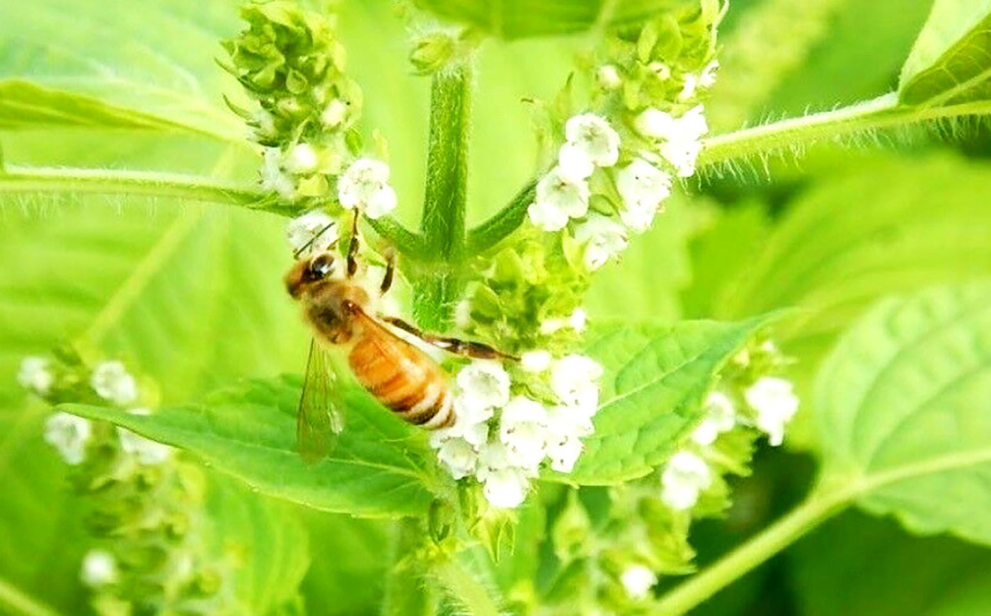 恵那農高生と開発!季節の里山蜂蜜セット(蜂蜜120g×3本)/ はちみつ ハチミツ ハニー 養蜂 / 恵那市 / 特定非営利活動法人 さとはち [AUBP001]