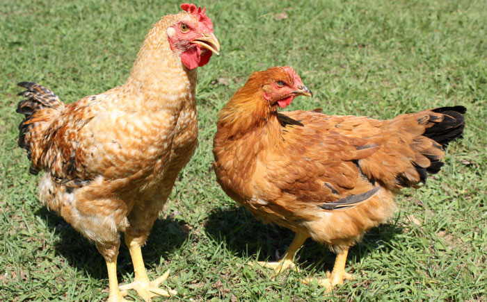 【年内配送】奥美濃古地鶏Bセット / 地鶏 鶏肉 とり肉 肉 ハム ウインナー パストラミ ソーセージ 砂肝 燻製 セット 詰め合わせ / 恵那市 / 中部食産 [AUBW006]