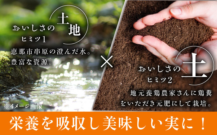 【先行予約】【2025年7月から8月上旬に順次発送】とうもろこし 恵味ゴールド 約5kg(梱包込) / 野菜 やさい コーン / 恵那市 / 大島農園 [AUEH001]