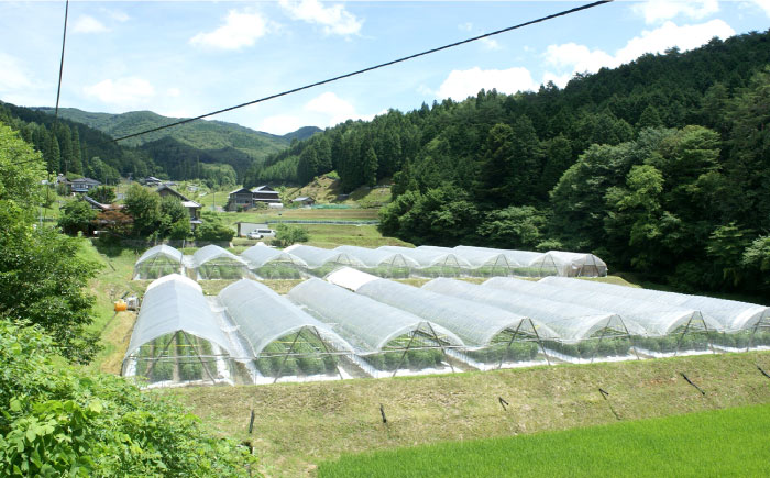 石川農園 みんなで飲もっか！トマトジュースセットＥ / 完熟トマト とまと 健康 美肌 ビタミン / 恵那市 / クリエイティブファーマーズ [AUAH003]