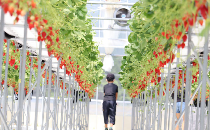 【先行予約】【2026年1月中旬より順次発送】冷凍いちご 1kg / 苺 いちご イチゴ 冷凍 冷凍イチゴ 冷凍苺 / 恵那市 クリエイティブファーマーズ [AUAH023]