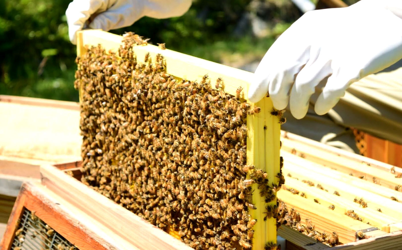 恵那農高生と開発!季節の里山蜂蜜セット(蜂蜜120g×3本)/ はちみつ ハチミツ ハニー 養蜂 / 恵那市 / 特定非営利活動法人 さとはち [AUBP001]