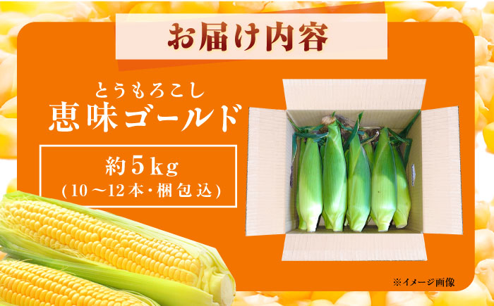 【先行予約】【2025年7月から8月上旬に順次発送】とうもろこし 恵味ゴールド 約5kg(梱包込) / 野菜 やさい コーン / 恵那市 / 大島農園 [AUEH001]
