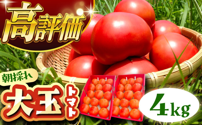 ＼受付終了間近！／【2025年7月中旬から10月下旬に順次発送】訳あり大玉トマト4kg / 朝採り 甘い 桃太郎 とまと / 恵那市 / クリエイティブファーマーズ [AUAH016]