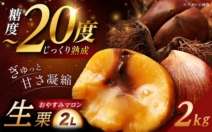 【2025年9月下旬から10月上旬に順次発送】おやすみ栗（マロン）2kg（2Lサイズ）/ 栗 生栗 くり マロン 低温熟成 日本栗 国産 / 恵那市 / えな笠置山栗園 [AUAV001] 2kg