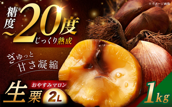 【2025年9月下旬から10月上旬に順次発送】おやすみ栗（マロン）1kg（2Lサイズ）/ 栗 生栗 くり マロン 低温熟成 日本栗 国産 / 恵那市 / えな笠置山栗園 [AUAV004] 1kg