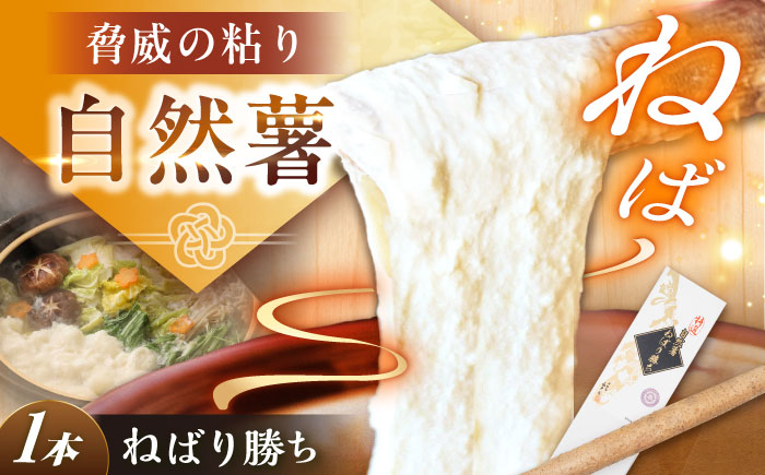 【年内配送】【伊勢神宮外宮奉納】　自然薯『ねばり勝ち』 1本入 / 自然薯 じねんじょ とろろ / 恵那市 / 水戸屋 [AUFZ007]