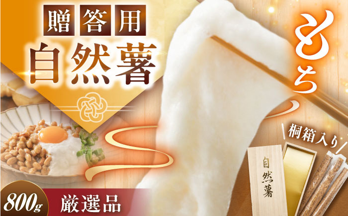 【年内配送】【贈答用】高級自然薯 桐箱入（800g）/ 自然薯 じねんじょ 贈答 / 恵那市 / 水戸屋 [AUFZ008]