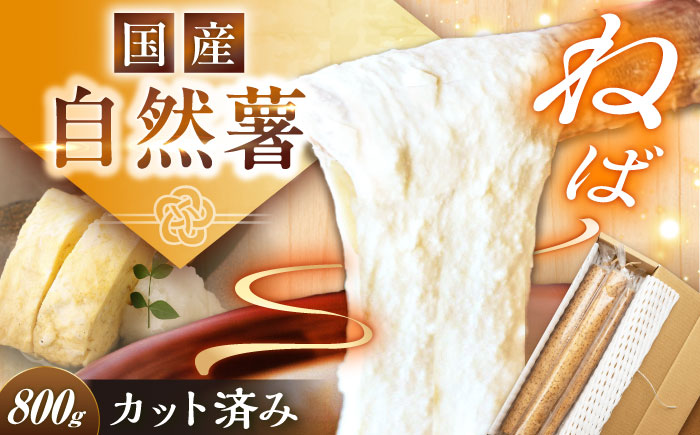 【年内配送】【定番人気】自然薯 中（800g）/ 自然薯 じねんじょ 贈答 / 恵那市 / 水戸屋 [AUFZ009]