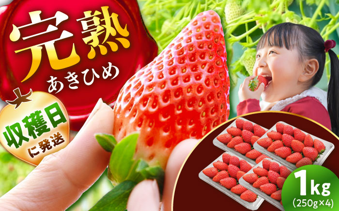 【先行予約】【2026年1月上旬から3月下旬に順次発送】あきひめ 250g×4パック / いちご 苺 イチゴ あきひめ 国産 / 恵那市 / 阿部農園 [AUGA003]