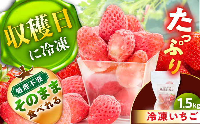 冷凍いちご1.5キロ / 苺 いちご 冷凍 冷凍いちご / 恵那市 / 阿部農園 [AUGA012]