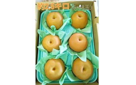 【2024年 8月上旬発送開始】山之上の梨（品種はおまかせ）約2.5kg｜ありた農園 M10S123