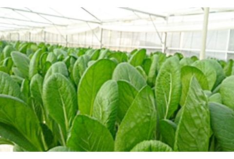 葉物野菜 Bセット 新鮮 水耕栽培 3種類以上 10袋程度 | GreensFarm ホタル やさい サラダ 和え物 セット 詰め合わせ M08S51