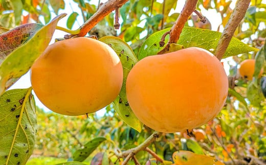 《訳あり》山之上産 富有柿 家庭用 3kg（10個～18個）