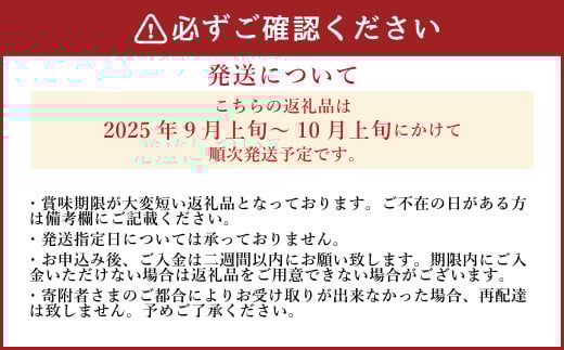 《先行予約》 「山之上果実農業協同組合」 山之上の梨 あきづき梨 1箱 約 2.5kg 5-8玉 梨 なし ナシ フルーツ 果物 旬 【2025年9月上旬-10月上旬 発送予定】