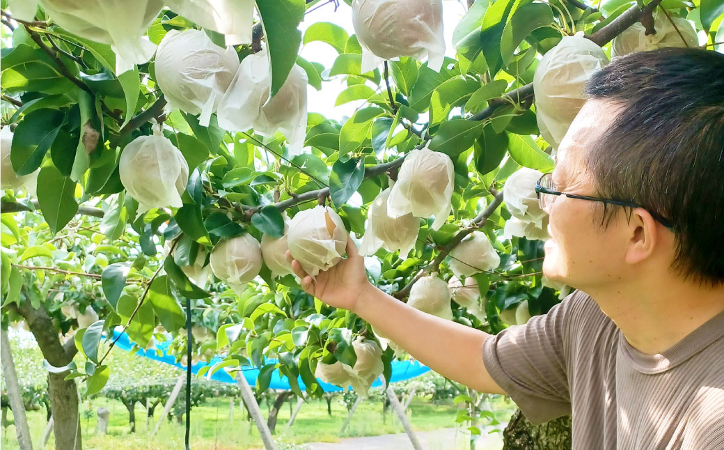 ≪先行受付≫ 福果園の樹上完熟梨 農家直送品種おまかせ（3kg程度）5～9玉 | 福果園 梨 果物 果実 完熟 フルーツ 冷蔵 農家直送 新鮮 品種 おまかせ 豊水 福水 あきづき 甘太 岐阜県 美濃加茂市 送料無料 【2026年9月上旬～9月下旬 発送予定】